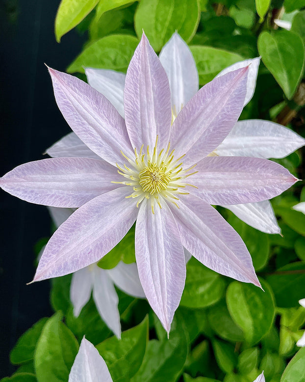 Clematis 'Etoile Nacrée'