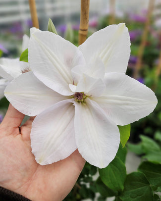 White Clematis flower held in a hand with blurred garden background