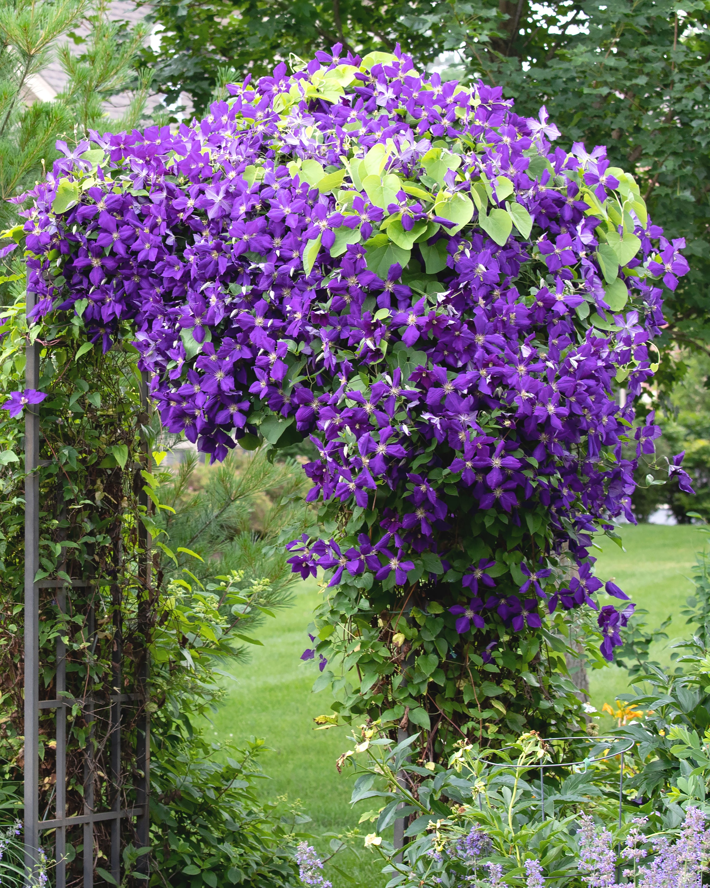 Climtis Clematis 'Jackmanii' bare roots | Buy Jackman's clematis online at ...
