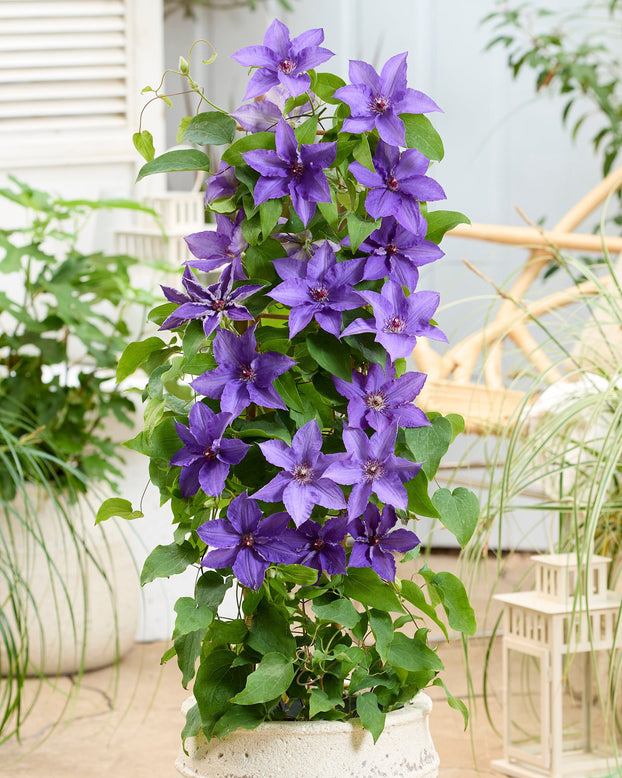 Potted plant with purple Clematis flowers in a garden setting