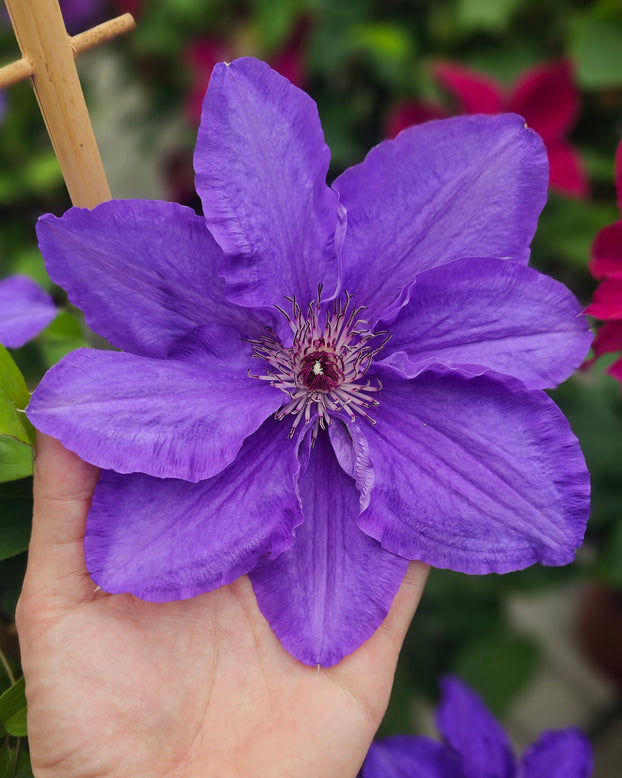Hand holding a vibrant purple Clematis flower with a blurred floral background