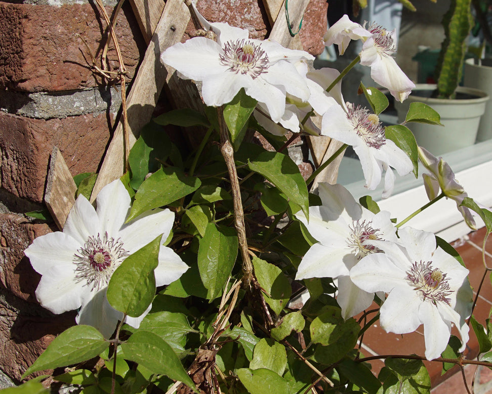 Clematis 'Miss Bateman'