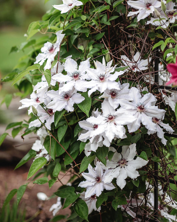 Clematis 'Miss Bateman'