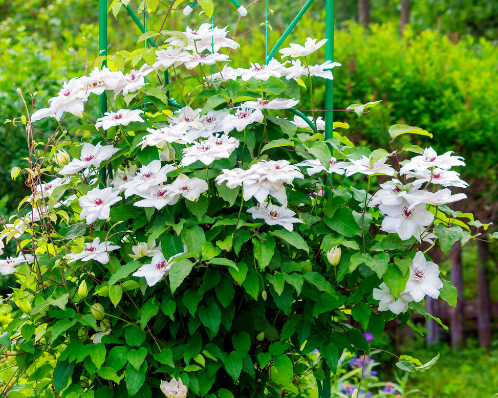 Clematis 'Miss Bateman'