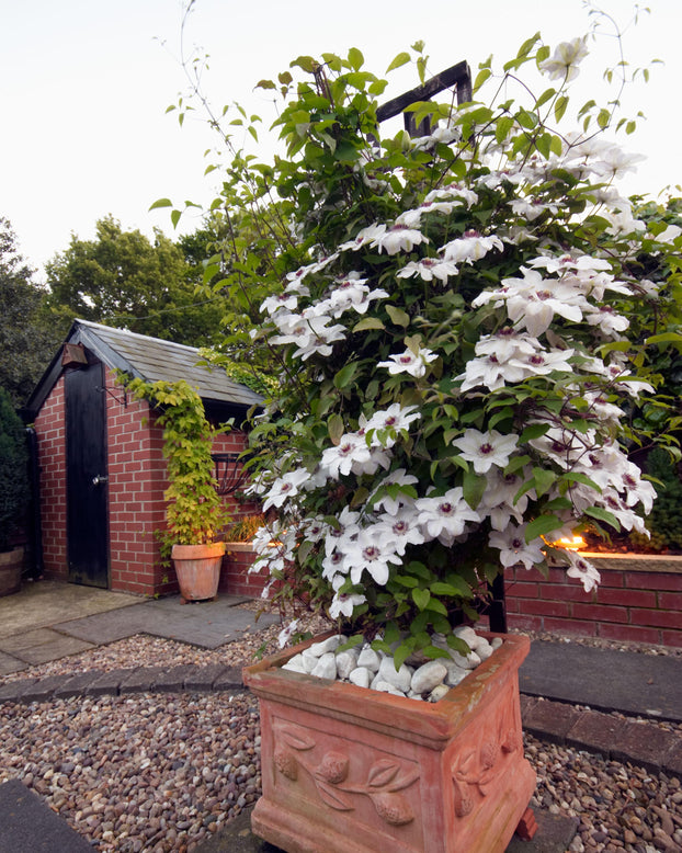 Clematis 'Miss Bateman'