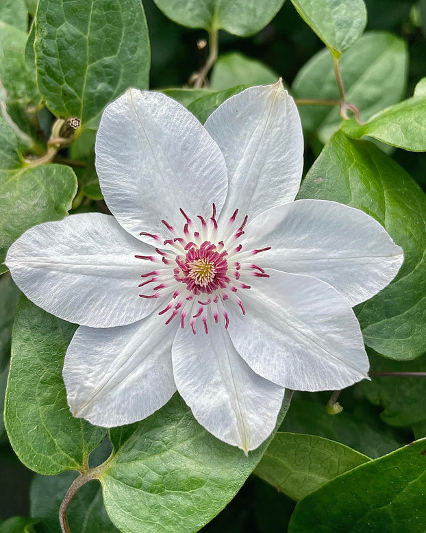 Clematis 'Miss Bateman'