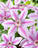 Clematis