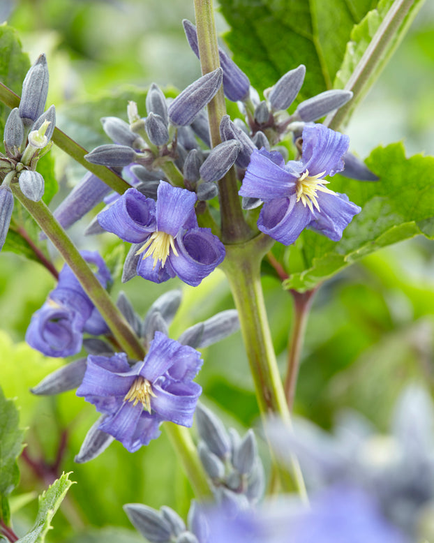 Clematis 'New Love'