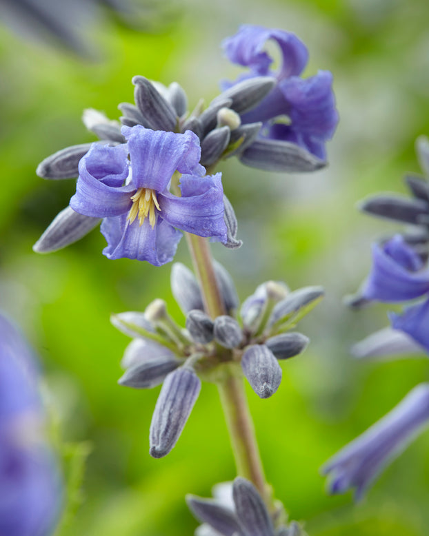 Clematis 'New Love'