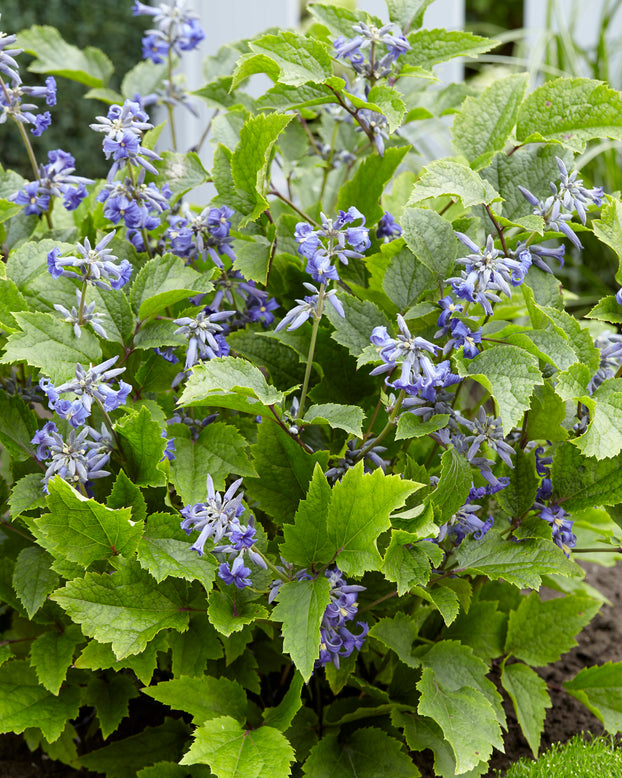 Clematis 'New Love'