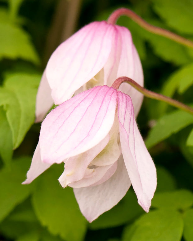 Clematis 'Pink Flamingo'