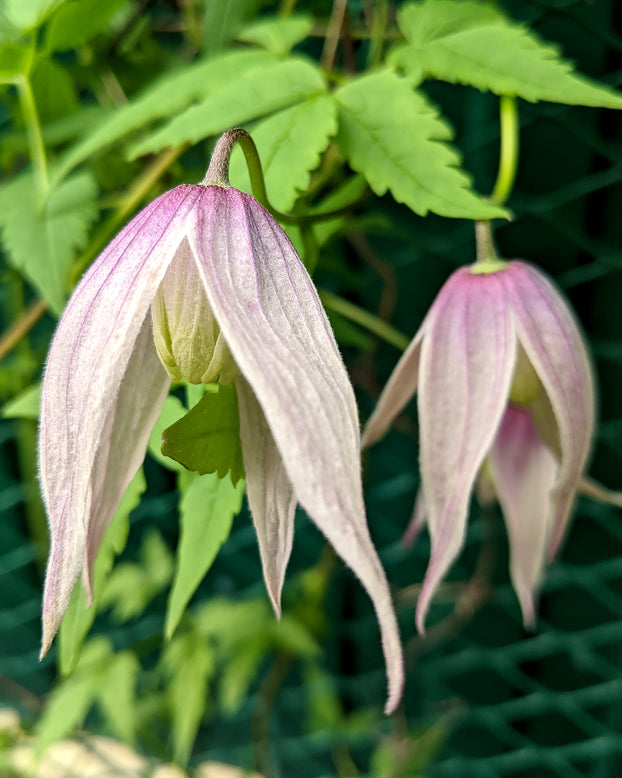 Clematis 'Pink Flamingo'