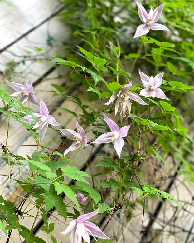 Clematis 'Pink Flamingo'