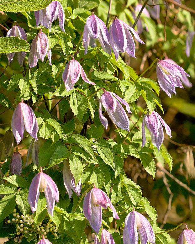 Clematis 'Pink Flamingo'