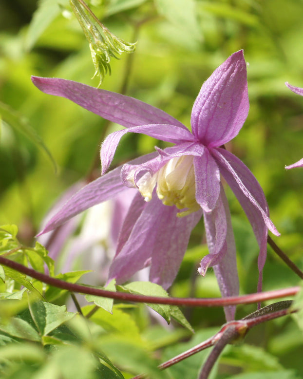 Clematis 'Pink Flamingo'
