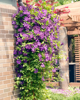 Clematis 'The Vagabond'