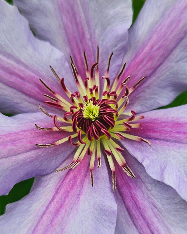 Clematis 'Tumaini'