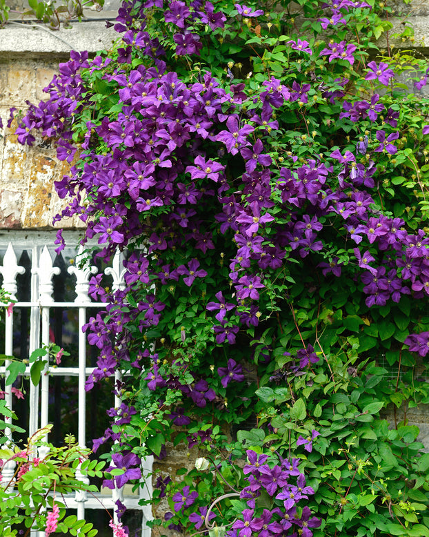 Clematis viticella