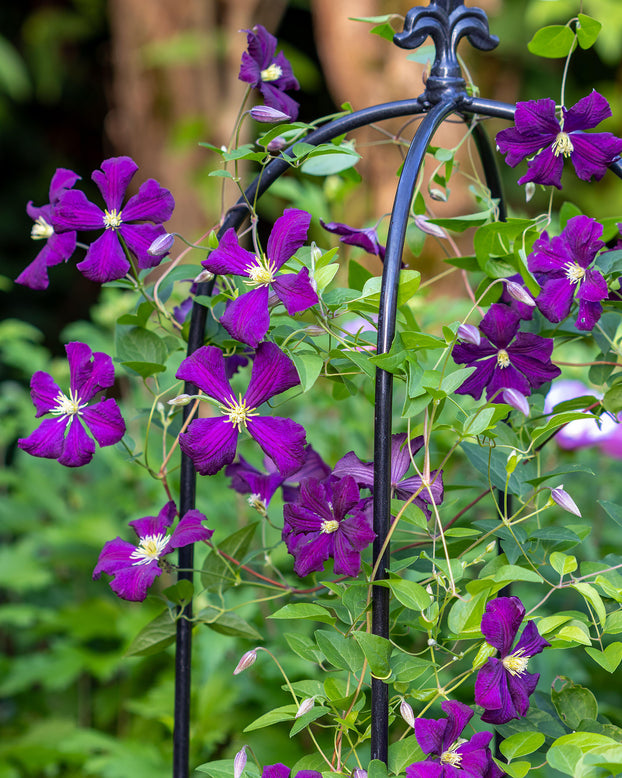 Clematis viticella