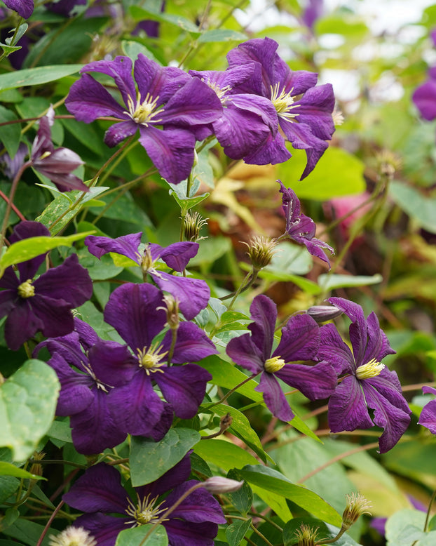 Clematis viticella
