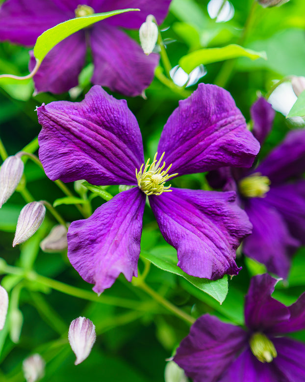Clematis viticella