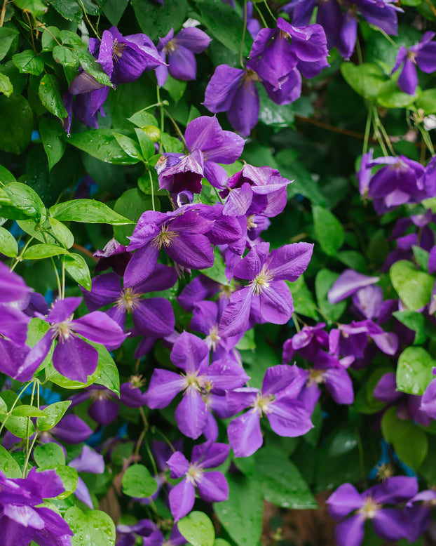 Clematis viticella