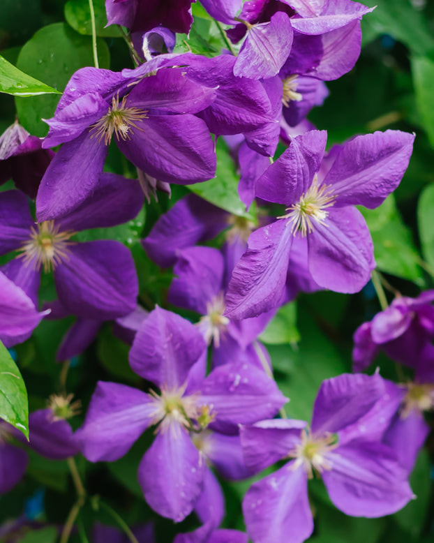 Clematis viticella