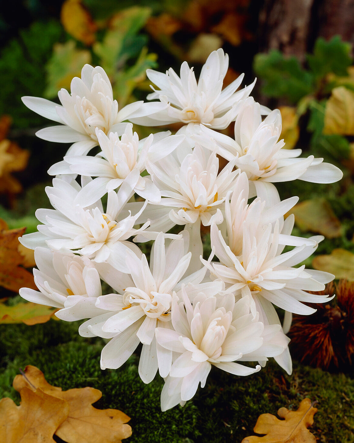 Conchicum Colchicum autumnale 'Alboplenum' bulbs | Buy double white meadow ...