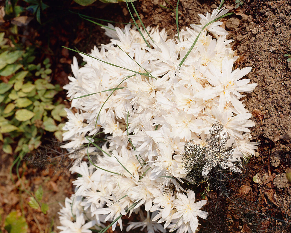 Colchicum 'Alboplenum'