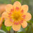 Collarette dahlias