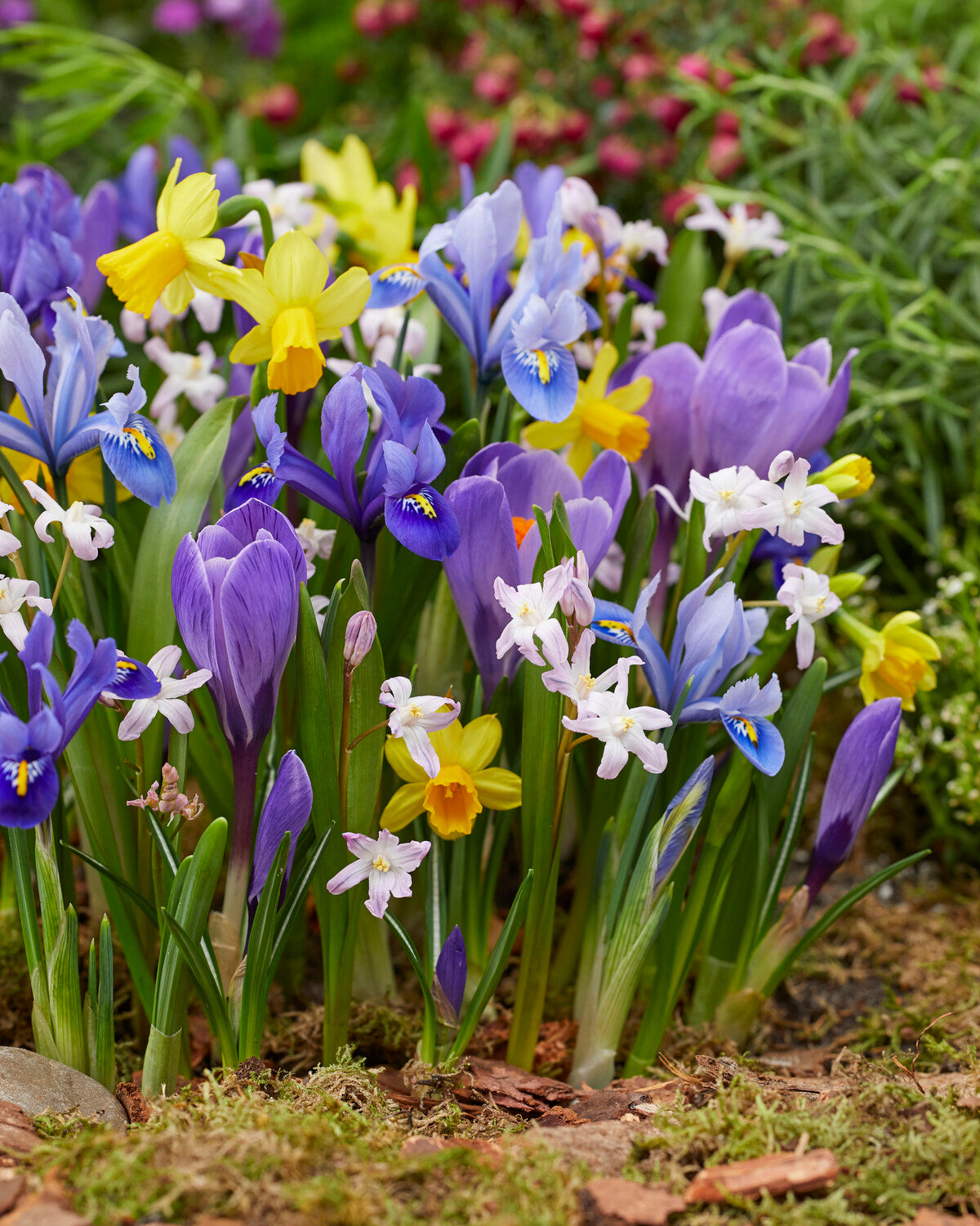 Small Spring Bulb Collection 'Amber Azure' spring bulbs collection — Buy bulb blends online at ...