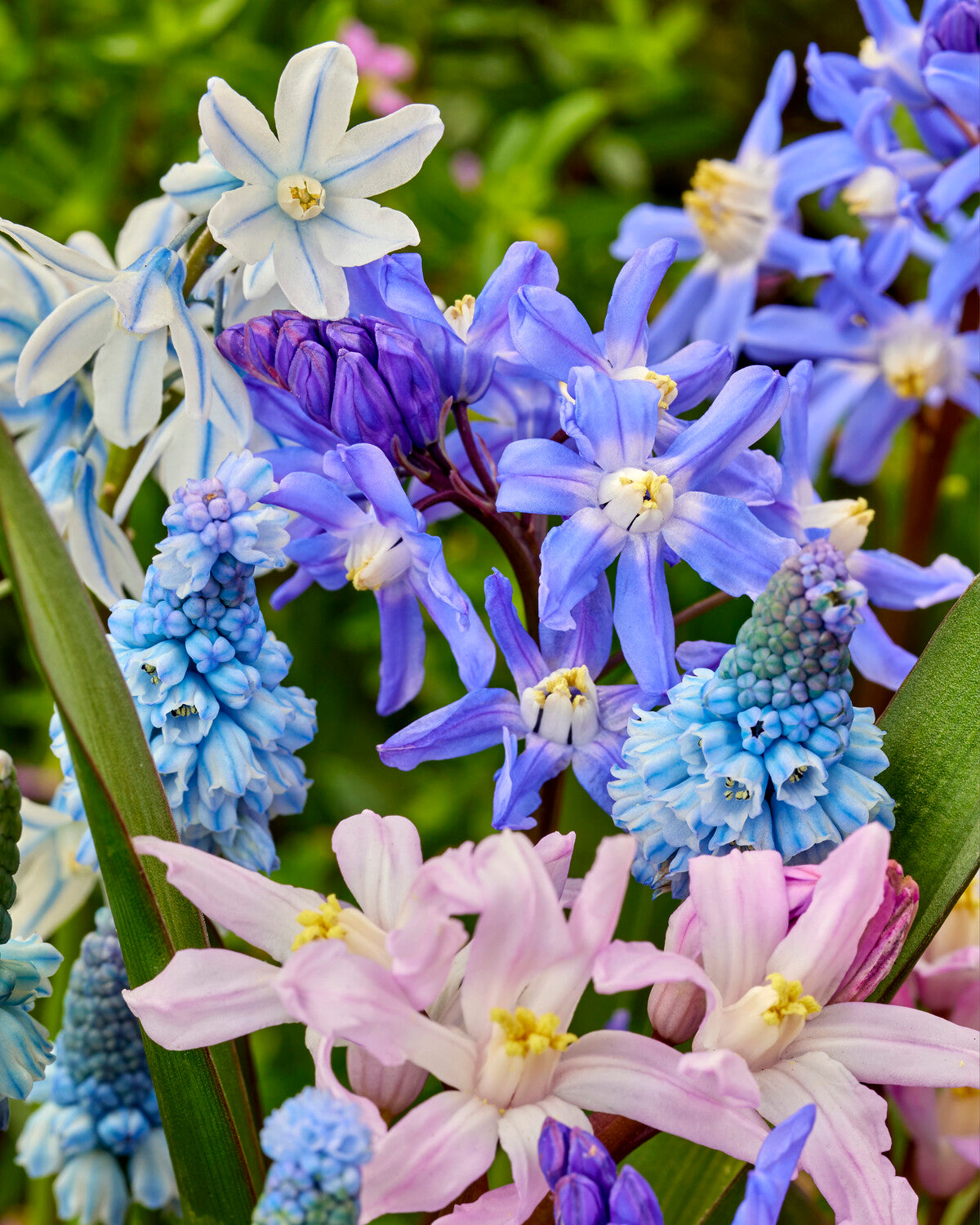 'Blooming Bliss' spring bulbs collection — Buy bulb mixtures online at