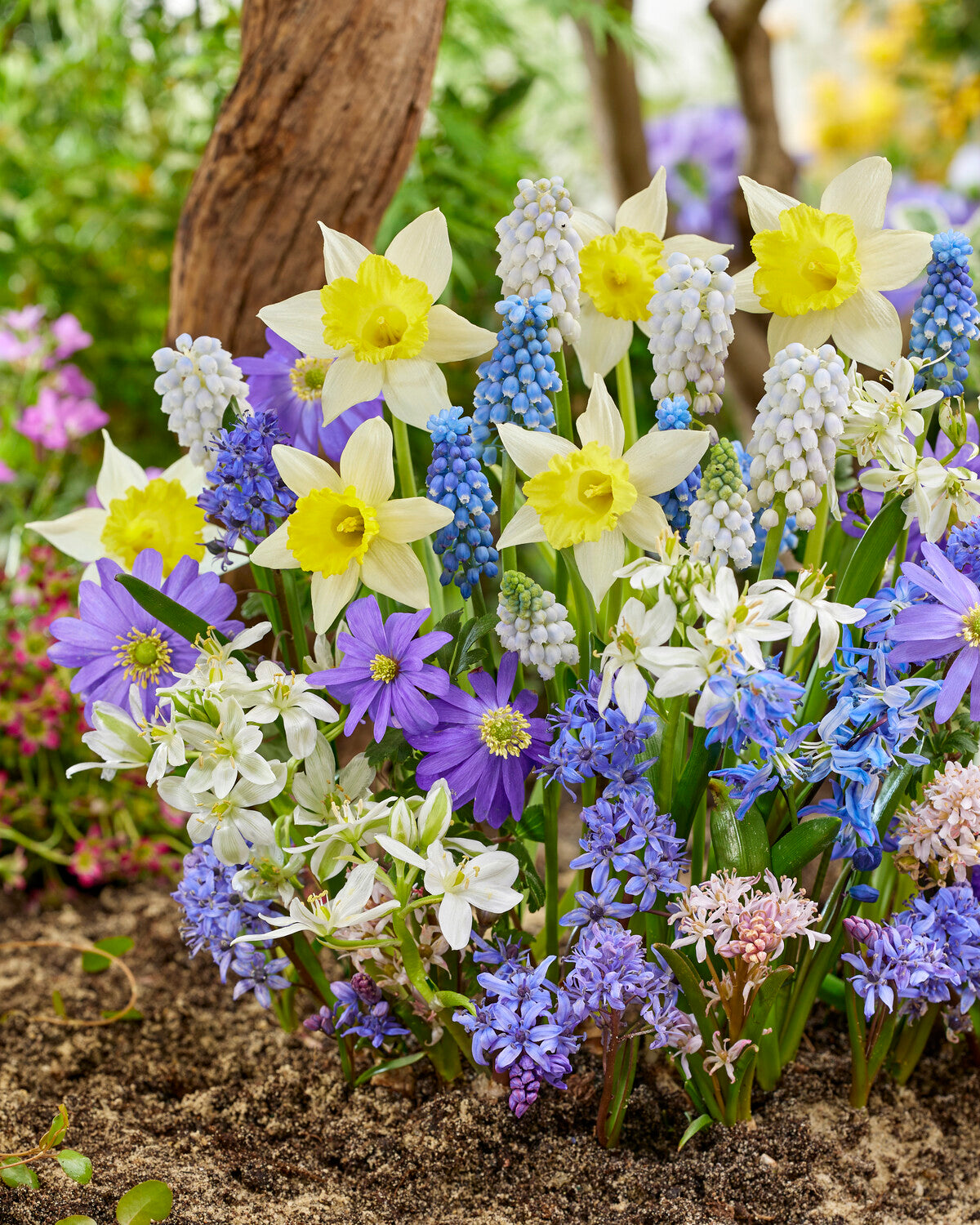 'Floral Fanfare' spring bulbs collection — Buy bulb blends online at ...