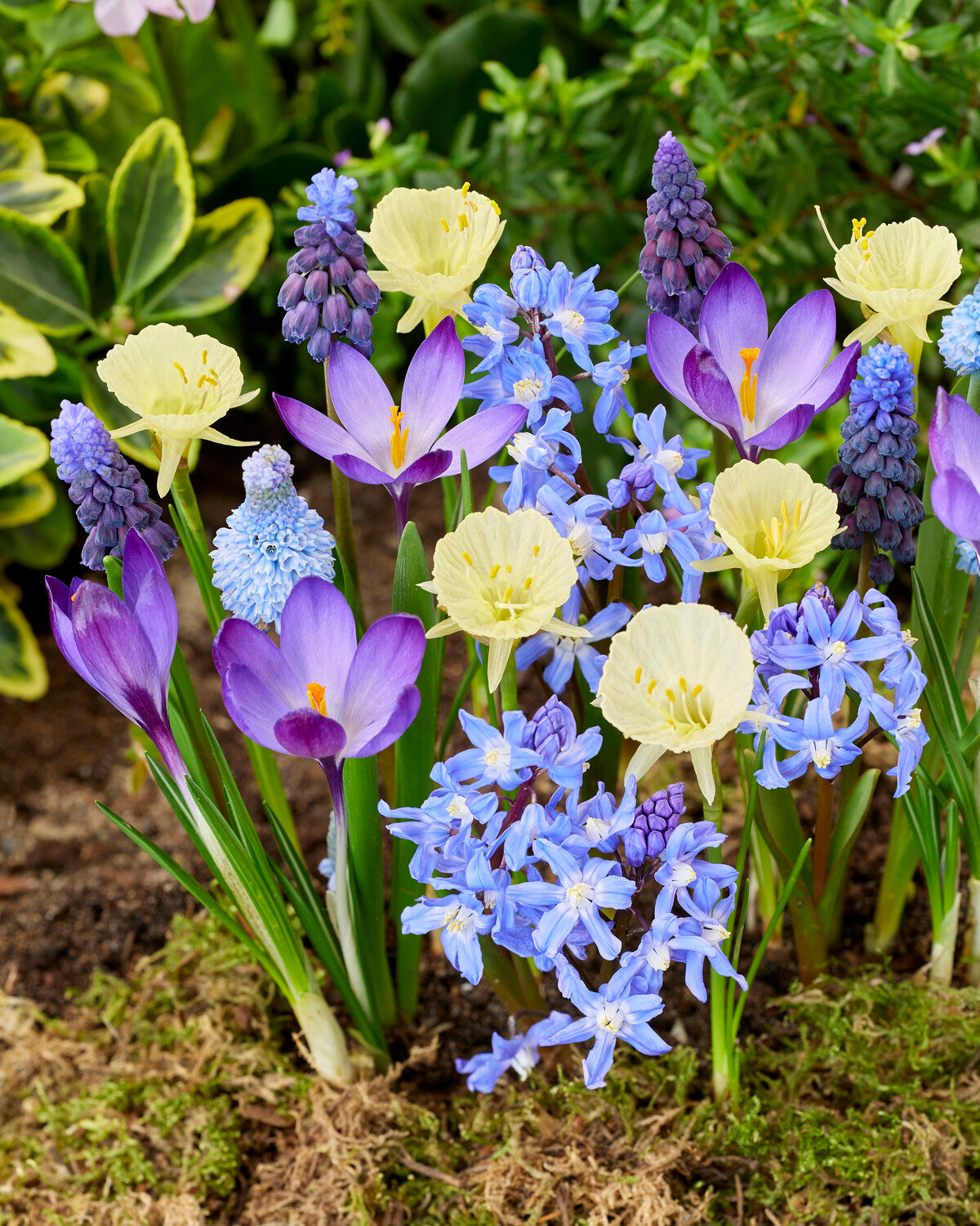 Spring Tree Bulbs 'Garden Glee' spring bulbs collection | Buy bulb blends online at ...