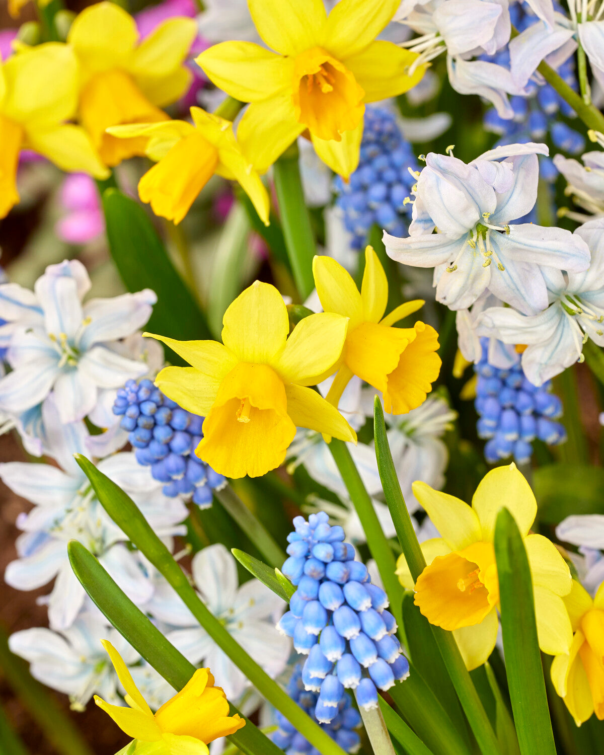 Spring Bulb Packets 'Spring Spectacle' spring bulbs collection | Buy pre-mixed bulbs online ...