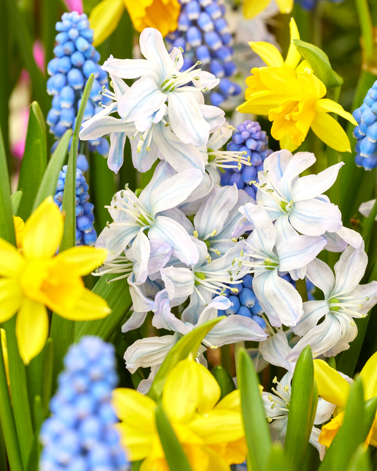 'Spring Spectacle' spring bulbs collection — Buy pre-mixed bulbs online ...