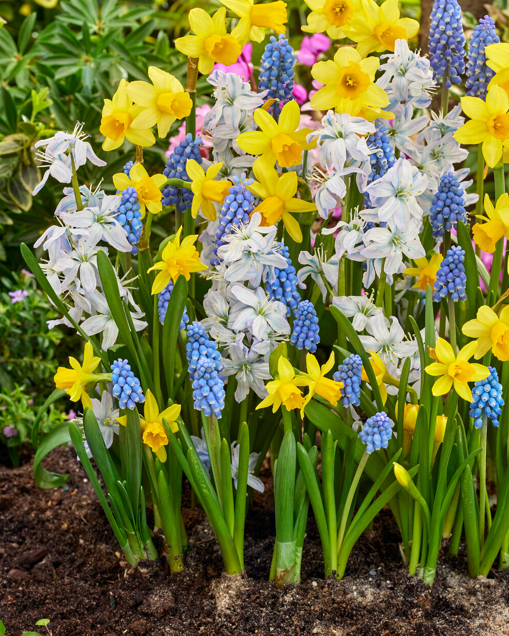'Spring Spectacle' spring bulbs collection — Buy pre-mixed bulbs online ...