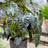 Colocasia 'Aloha'