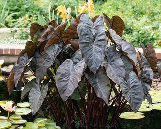 Colocasia 'Black Coral'