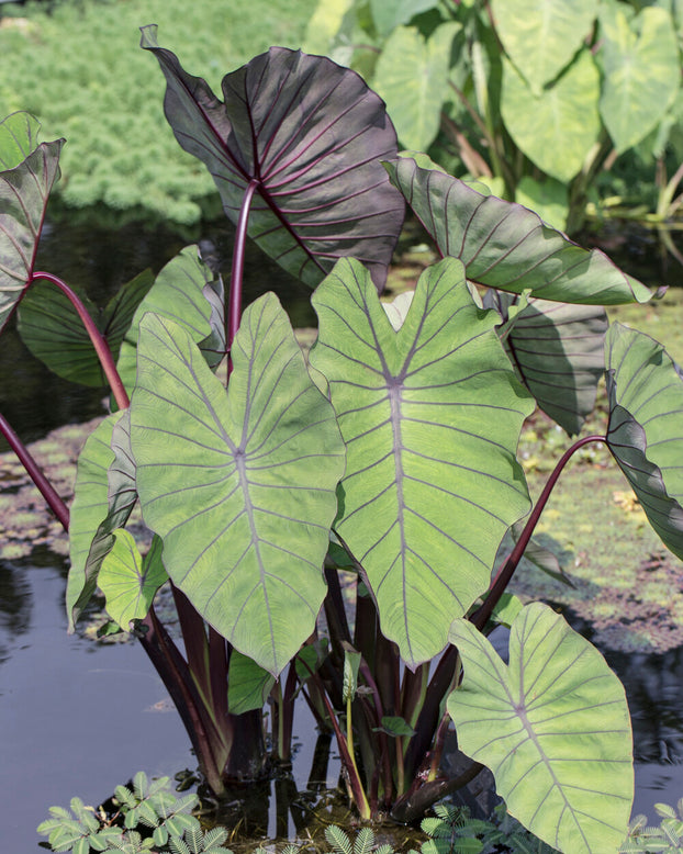 Colocasia 'Blue Hawaii'