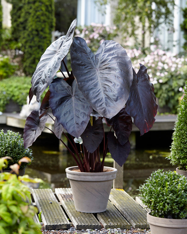 Colocasia 'Diamond Head'