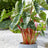 Colocasia 'Hawaiian Punch'