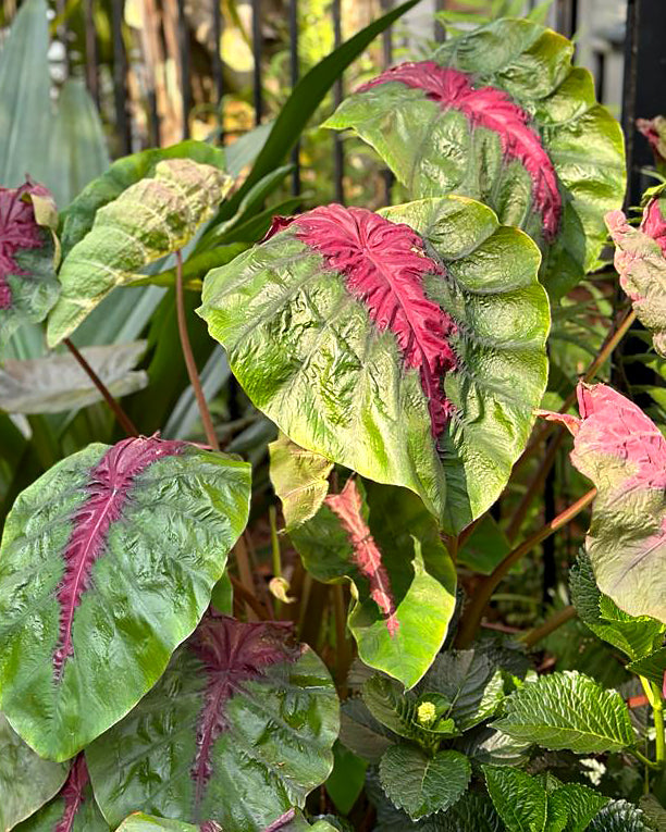 Colocasia 'Madeira Star'