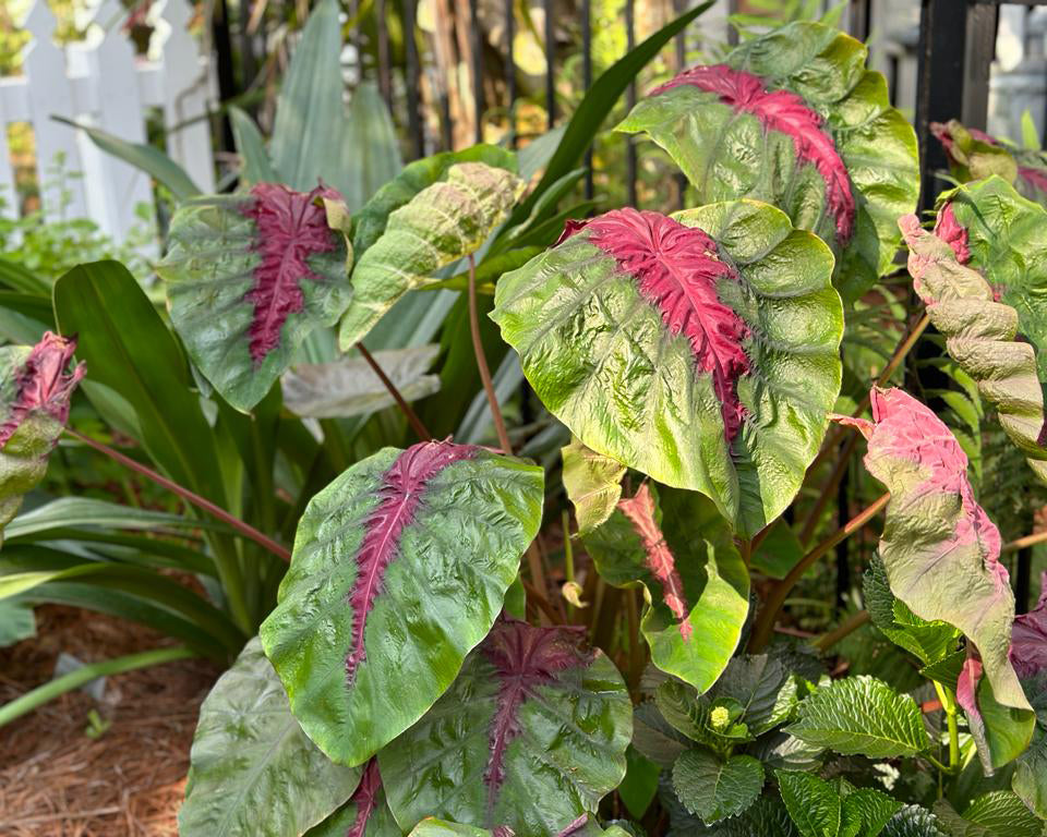 Colocasia 'Madeira Star'