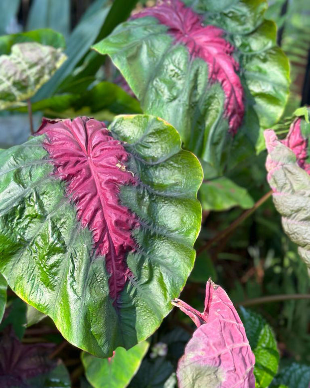 Colocasia 'Madeira Star'