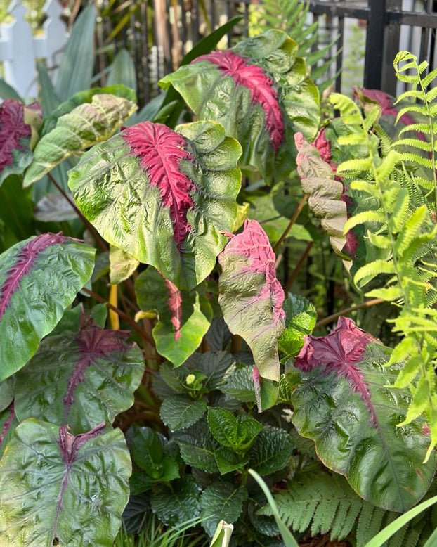 Colocasia 'Madeira Star'