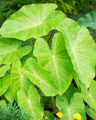 Colocasia 'Maui Gold'