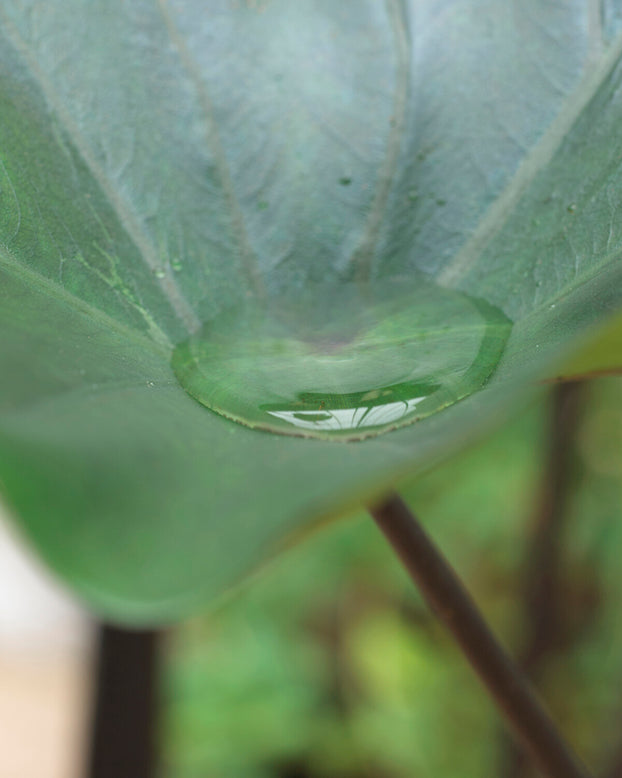 Colocasia 'Tea Cup'