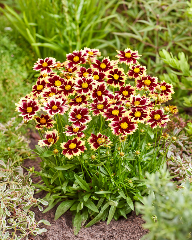 Coreopsis 'Solar Fancy'