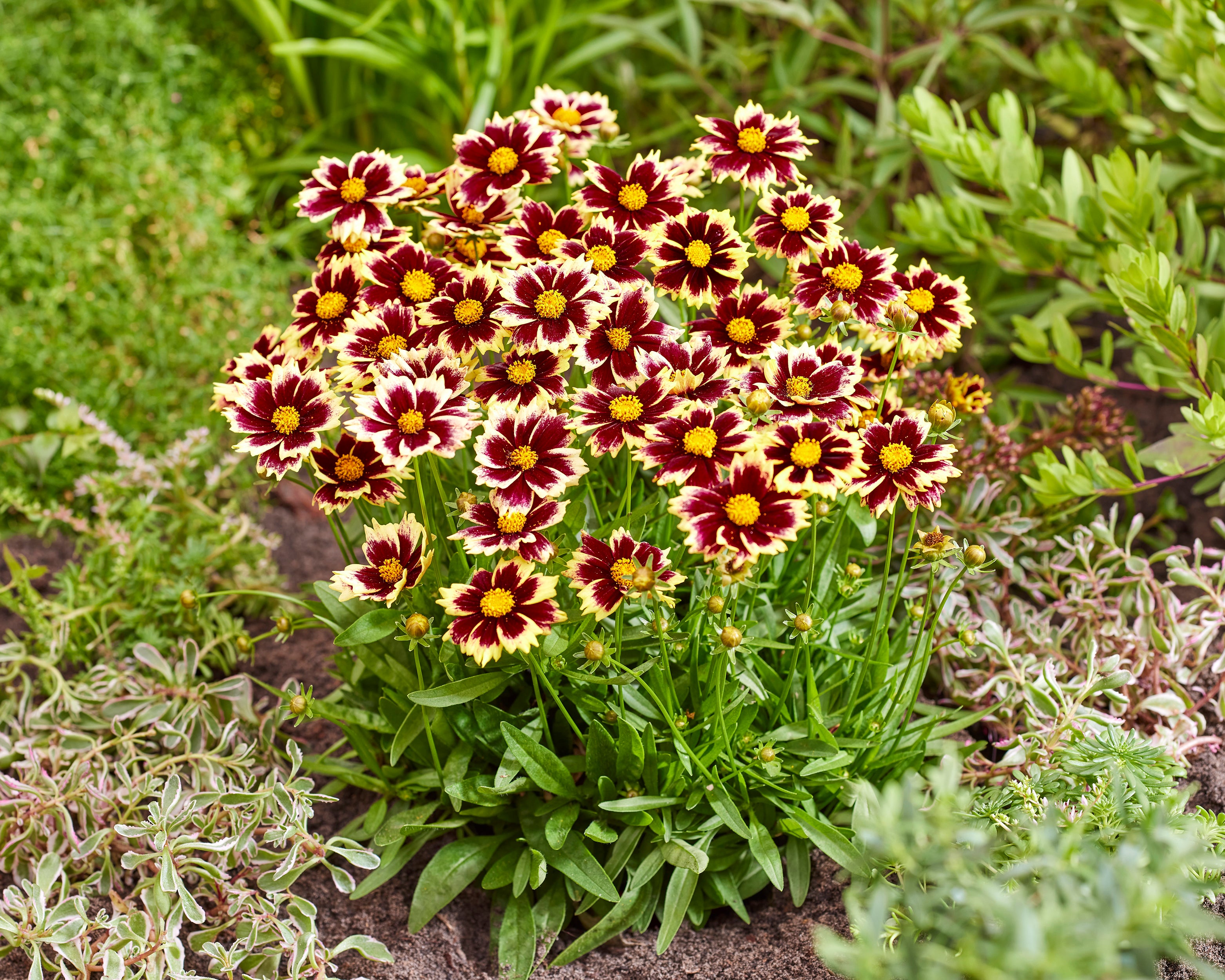 Coreopsis grandiflora 'Solar Fancy' bare roots | Buy tickseed online at ...